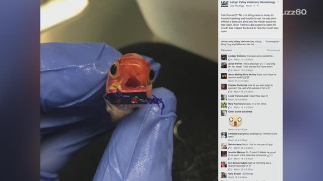This tiny goldfish just got braces