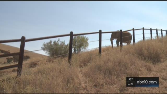 Elephants rescued from circuses and zoos now enjoy life in California
