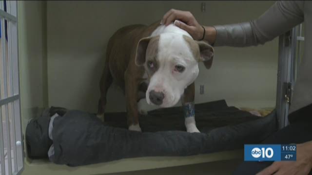 Abused Stockton dogs believed to be rented for sex