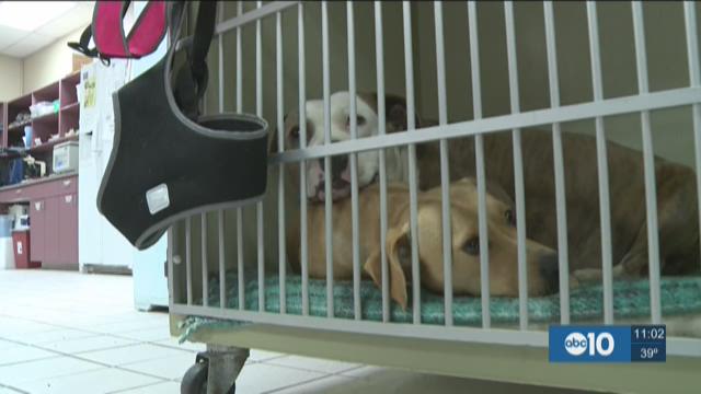 Stockton Vet Hospital: Officials Aren't Doing Enough For Dogs 'rented 