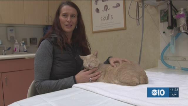 How stem cell treatment is curing cats | abc10.com - Leukemia In Cats Stem Cell Research